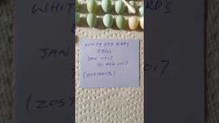 White eye zosterops bird eggs 2017 [upl. by Grantland984]