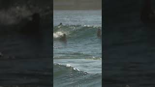 Sydney Surf  Bondi Beach South Break  Spring  Part 3 [upl. by Asilana]