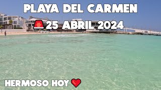 PLAYA DEL CARMEN ULTIMA HORA🚨ACTUALIZACION 25 ABRIL 2024  HERMOSO HOY PERO LLEGANDO SARGAZO [upl. by Rafe682]