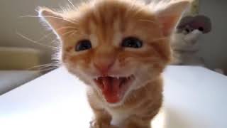 hermoso gatito bebe llorando  gato maullando  cat meowing  kitten meowing [upl. by Anividul]