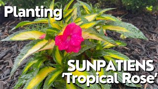 Planting SunPatiens Tropical RoseGarden [upl. by Nirret]