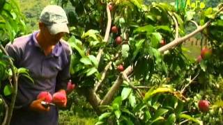 Cómo cultivar Mango  Por TvAgro Juan gonzalo Angel TvAgro [upl. by Ahsilrac]