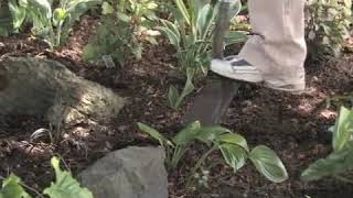 How to Grow LilyoftheValley Convallaria Majalis [upl. by Dlawso]