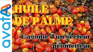 Documentaire  Huile de palme et enjeux de transformation [upl. by Noiro949]