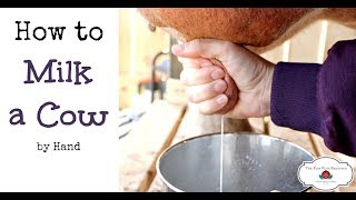 How to Milk a Cow By Hand or goat [upl. by Alram147]