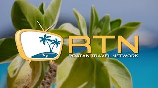 Roatan Travel Network  V13 [upl. by Nedlog]