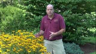 Black Eyed Susan  Rudbeckia fulgida Goldsturm  Summer Blooming Perennial [upl. by Amias]