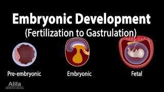 Embryology from Fertilization to Gastrulation Animation [upl. by Amiarom]