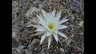 Echinopsis ancistrophora en su habitad natural  cactus silvestre  flora argentina [upl. by Einaffyt464]