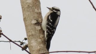 Downy Woodpecker Calls [upl. by Novaj]