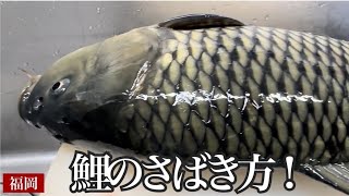 福岡）活鯉（コイ）ランチに350人が来店！創業102年の川魚料理店に全国の常連客が毎回唸る、鯉のあらいと鯉こくJapanese cuisine with great carp dishes [upl. by Idolah19]