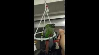 Conure pyrrhura molinae dressage exercices quottoursquot [upl. by Donnie]