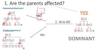 How To Solve ANY Pedigree Without Reading the Question USMLE [upl. by Hadrian]