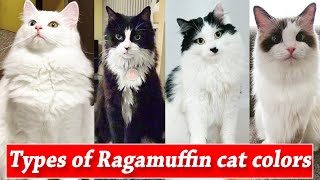 9 Ragamuffin Cat Colors amp Patterns  Types Of Ragamuffin Cat  Ragamuffin Cats Color [upl. by Dihgirb]