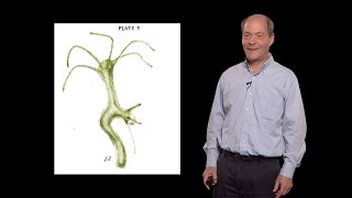 Thomas Kornberg UCSF 1 An introduction to paracrine signaling [upl. by Freytag]