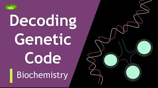 Decoding the Code2  Khoranas Exp  Start  Stop Codon  BIOCHEM  Part3  Protein synthesis [upl. by Goodyear299]