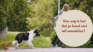 Is het erg als je hond niet meer mee wil wandelen [upl. by Donica]