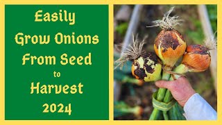 New GENIUS Method Of Growing Onions From Seed  Mid February To Mid March Time To Start Onion Seeds [upl. by Lyj847]