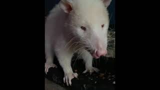 Albino opossum eats [upl. by Lasorella670]