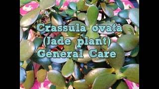 Jade plant care [upl. by Lozar]