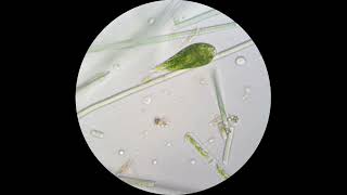 Euglena viridis under a microscope Demonstrates amazing flexibility [upl. by Rodama871]