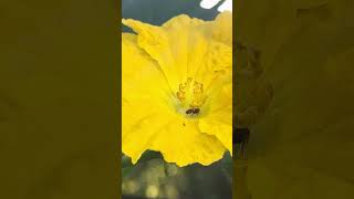 Loofah Gardening Grow Your Own Sponge amp Save the Planet   Luffa or loofah is beautiful [upl. by Aig341]