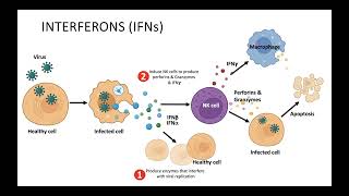 Arabic Interferons عربي شرح مبسط للأنترفيرونز ووظيفتها في الجهاز المناعي [upl. by Abbotsen]
