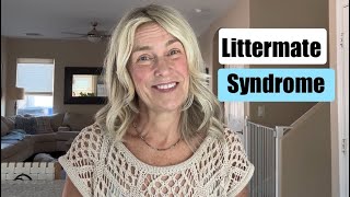 Littermate Syndrome and Potty Training puppy goldendoodlepuppy littermates [upl. by Elicia]