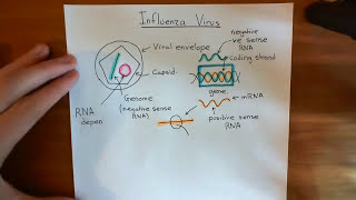 Influenza Virus  Replication Cycle Part 1 [upl. by Ahsauqram]