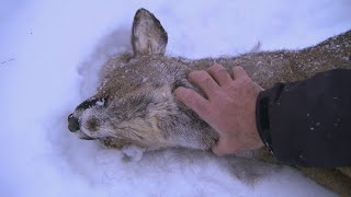 This is How a Lynx Kills  Deadly 60  Series 2  BBC Earth [upl. by Huba]