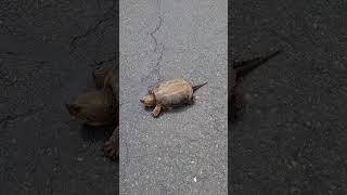 Turtle on road baliomar thewellwisher shorts shortsfeed 2024 [upl. by Balliett913]