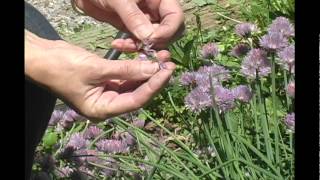 Herb Gardening  Chives [upl. by Ulund]