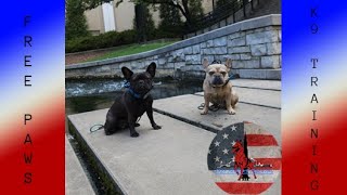 Fredo amp Willow  French Bulldog  Littermate syndrome  stubborn [upl. by Leumhs]