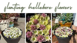 Floating Hellebore Flowers to reduce seed set [upl. by Niriam]