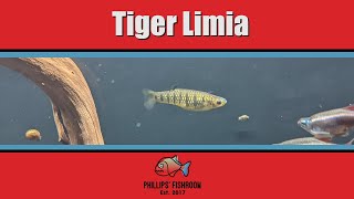 Tiger Limia Freshwater Fish [upl. by Danialah862]