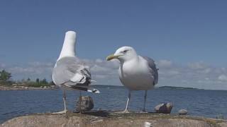 HARMAALOKKI  larus argentatus [upl. by Florencia]