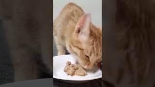 Cat eating asmr 😋 [upl. by Jana]