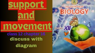 the action of antagonistic muscles in the movement of knee jointsclass 12 chapter 162024 [upl. by Neelloc533]