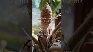 Zamia furfuracea pushing out a female cone [upl. by Seeto72]