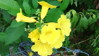 Beautiful Yellow Tecoma plant [upl. by Otreblasiul]