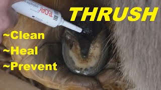 How to Treat Thrush on a Horse or Donkey  Complete Instructions [upl. by Annaiuq]