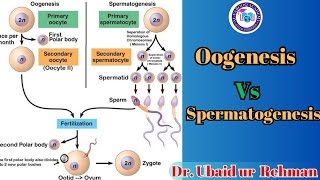 148 Gametogenesis  Spermatogenesis  Oogenesis  Class 10th  Biology [upl. by Ahsilrac757]