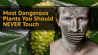 Most Dangerous Plants You Should NEVER Touch [upl. by Runck]