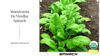 Monstrueux De Viroflay Spinach Seeds French Spinacia oleracea Organic Garden Non GMO Heirloom USA [upl. by Soane]