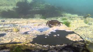 Snorkelling Marine Fauna of Aberystwyth [upl. by Naitsirc]