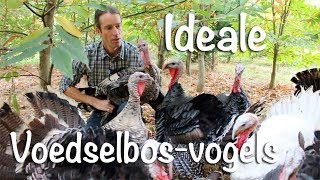 Ideale voedselbosvogels [upl. by Enomaj]