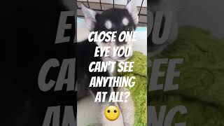 She winked twice 😂🥰 puppy cuteanimal shepsky funny [upl. by Sutelc]