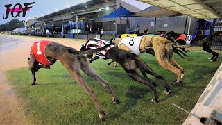 Australian racing greyhounds  Dog race [upl. by Ebenezer569]