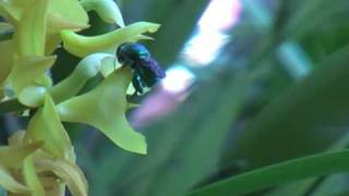 Orchid Bees  Euglossa [upl. by Low]