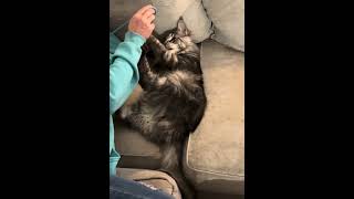 Coon kitten annihilates string from her hoodie crazycoons shorts funnycats cat [upl. by Macario902]